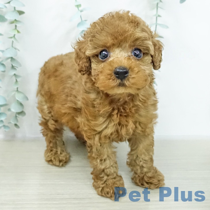 神奈川県のトイプードル(トイ) (ペッツワン 小田原店/2026年2月13日生まれ/男の子/レッド)の子犬の1枚目の画像