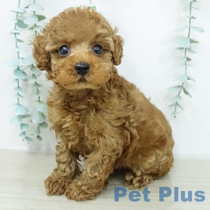 神奈川県のトイプードル(トイ) (ペッツワン 小田原店/2026年2月13日生まれ/男の子/レッド)の子犬の2枚目の画像