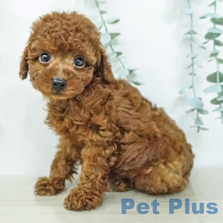 神奈川県のトイプードル(トイ) (ペッツワン 小田原店/2026年2月13日生まれ/女の子/レッド)の子犬の1枚目の画像