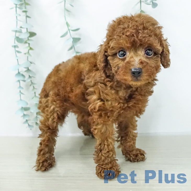 神奈川県のトイプードル(トイ) (ペッツワン 小田原店/2026年2月13日生まれ/女の子/レッド)の子犬の2枚目の画像