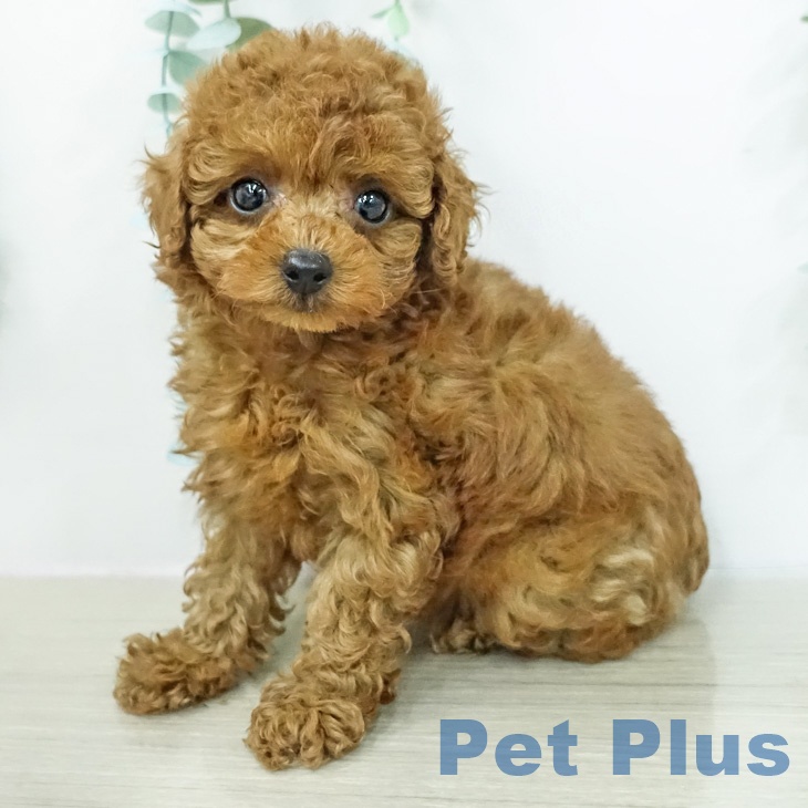 トイ・プードル