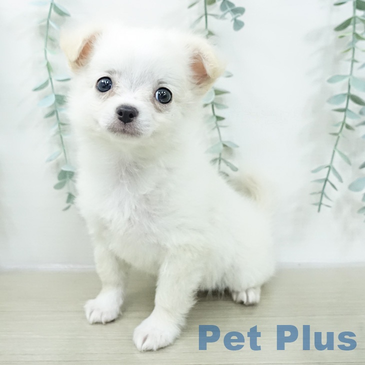 長野県のチワワ(ロング) (ペットプラス 上田店/2026年1月27日生まれ/男の子/クリームホワイト)の子犬