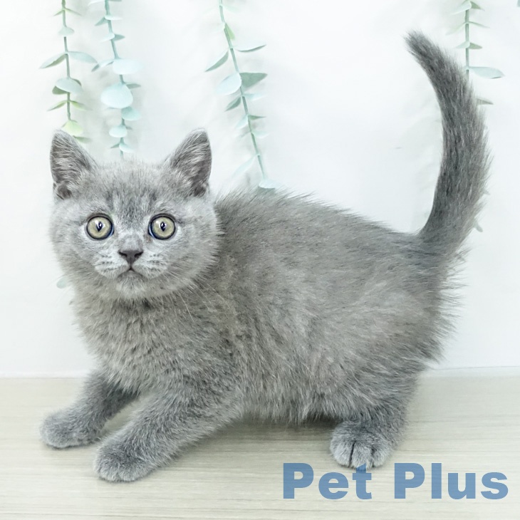 ブリティッシュショートヘア