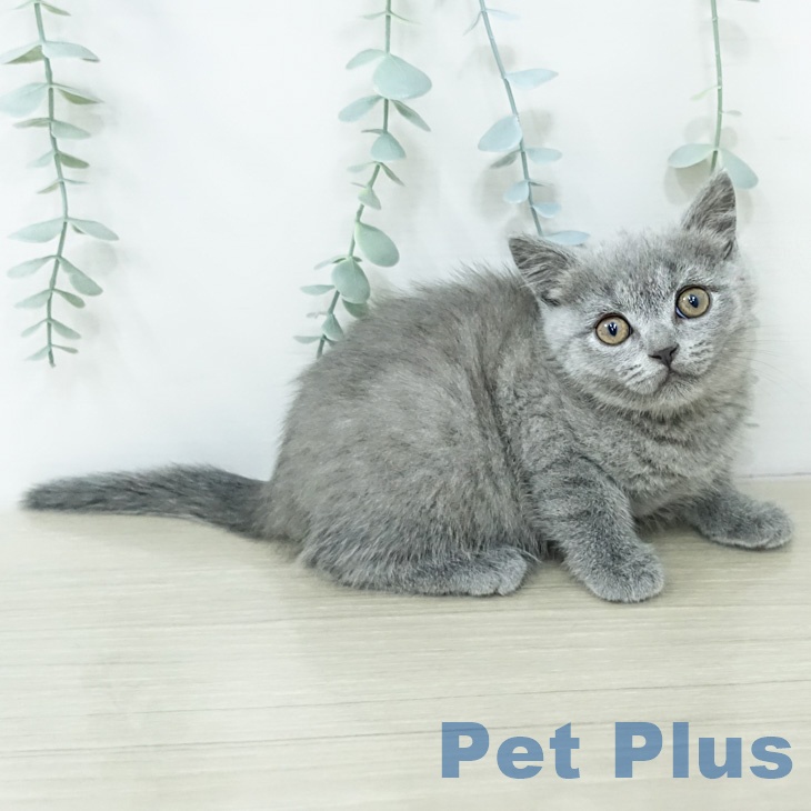 ブリティッシュショートヘア