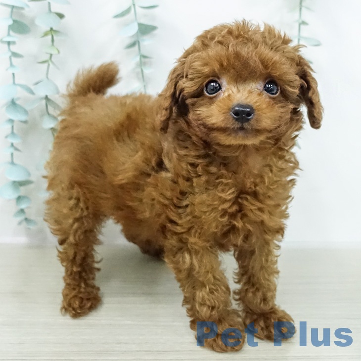 神奈川県のトイプードル(トイ) (ペッツワン 小田原店/2026年2月13日生まれ/男の子/レッド)の子犬の1枚目の画像