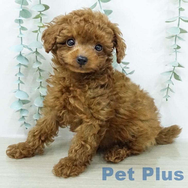 神奈川県のトイプードル(トイ) (ペッツワン 小田原店/2026年2月13日生まれ/男の子/レッド)の子犬の2枚目の画像