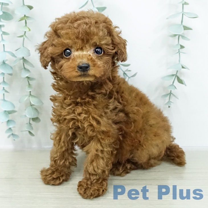 トイ・プードル