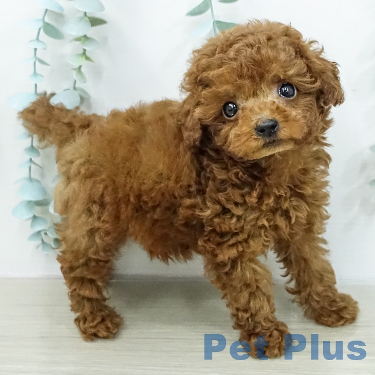 トイ・プードル