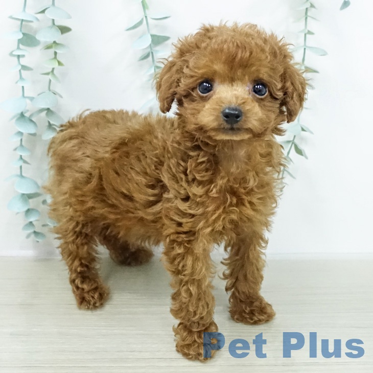 神奈川県のトイプードル(トイ) (ペッツワン 小田原店/2026年2月13日生まれ/女の子/レッド)の子犬の1枚目の画像