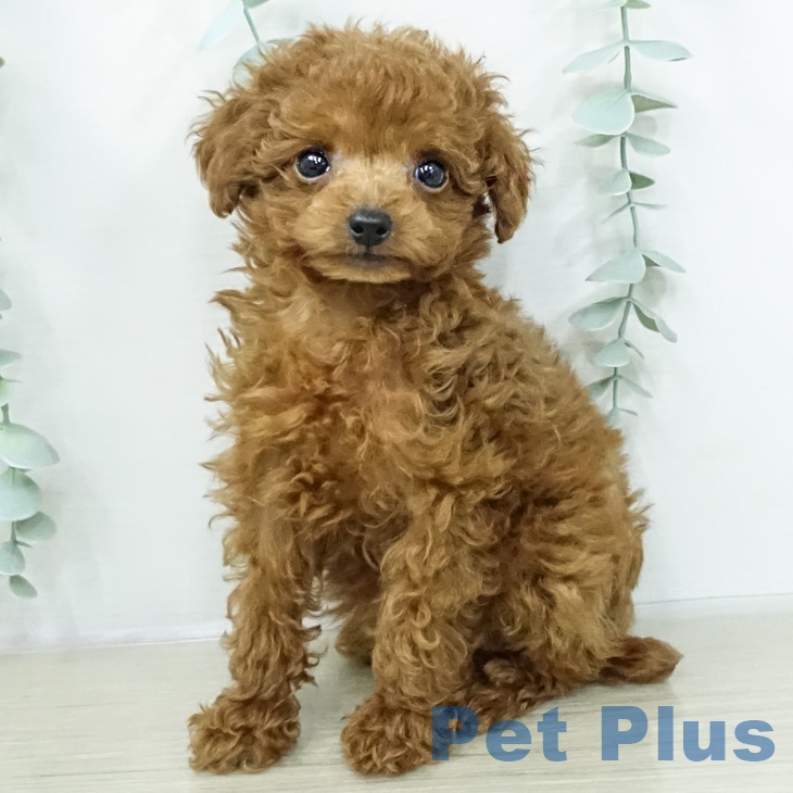 神奈川県のトイプードル(トイ) (ペッツワン 小田原店/2026年2月13日生まれ/女の子/レッド)の子犬の2枚目の画像