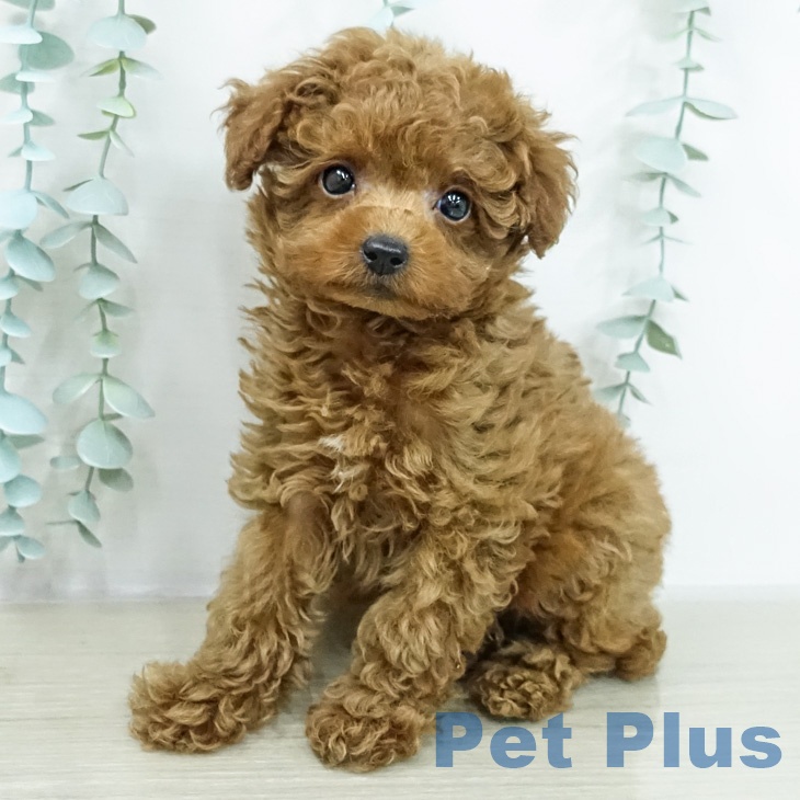 神奈川県のトイプードル(トイ) (ペッツワン 小田原店/2026年2月13日生まれ/女の子/レッド)の子犬の1枚目の画像