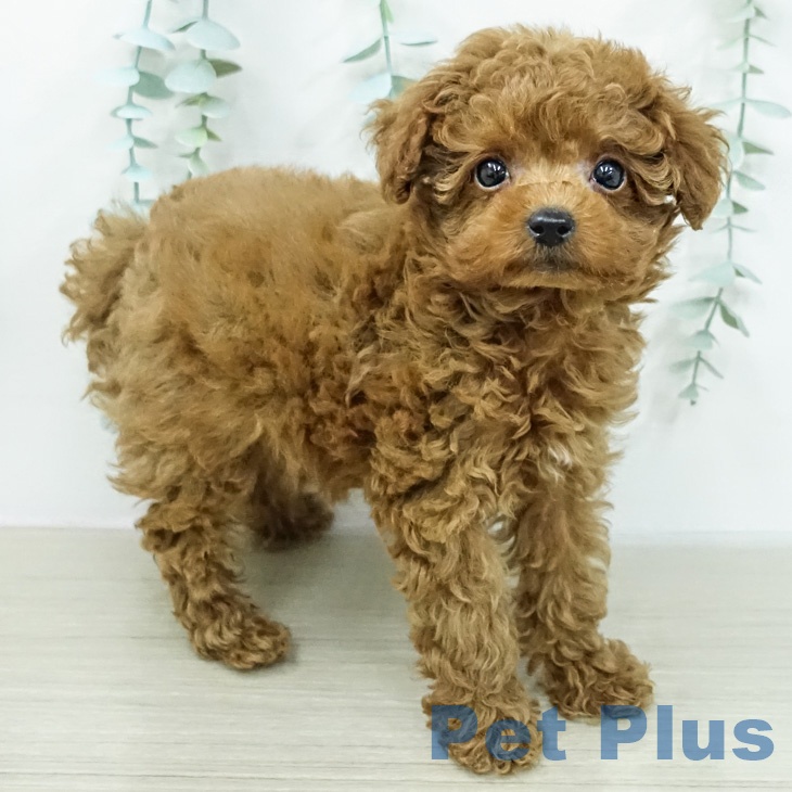 神奈川県のトイプードル(トイ) (ペッツワン 小田原店/2026年2月13日生まれ/女の子/レッド)の子犬の2枚目の画像