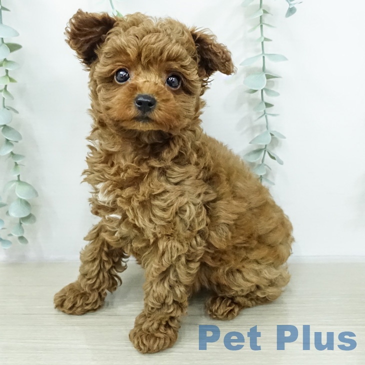 神奈川県のトイプードル(トイ) (ペッツワン 小田原店/2026年2月13日生まれ/女の子/レッド)の子犬の1枚目の画像