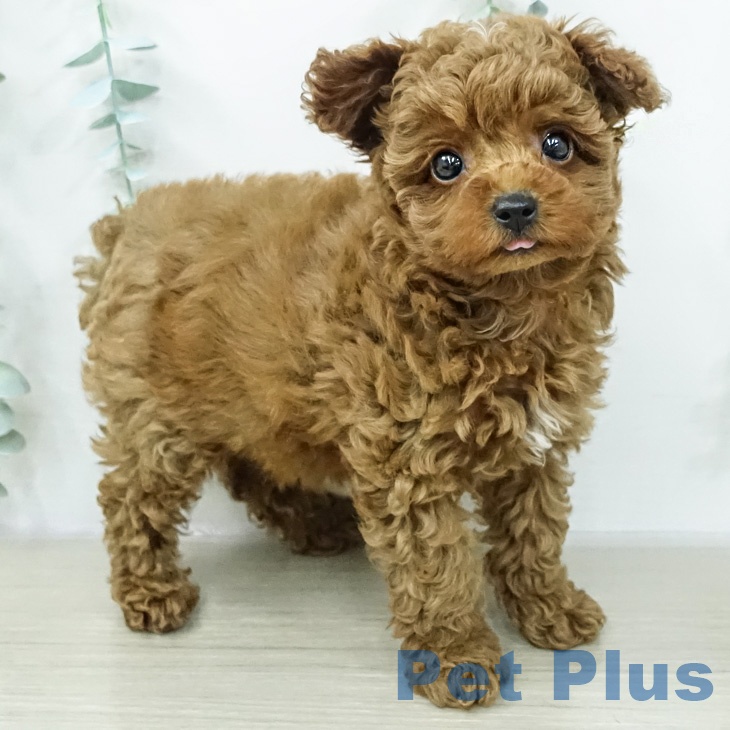 神奈川県のトイプードル(トイ) (ペッツワン 小田原店/2026年2月13日生まれ/女の子/レッド)の子犬の2枚目の画像