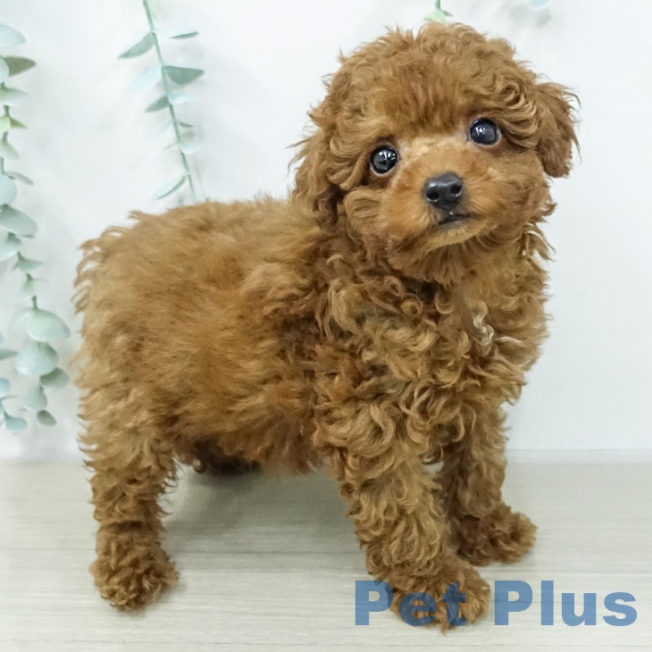 トイ・プードル