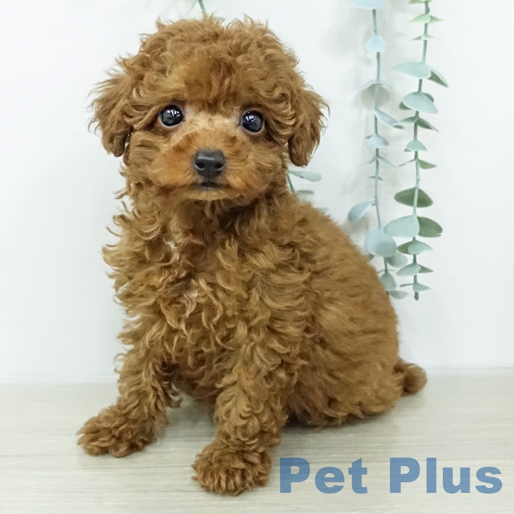 トイ・プードル