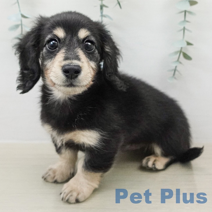 ミニチュア・ダックスフンドの写真2