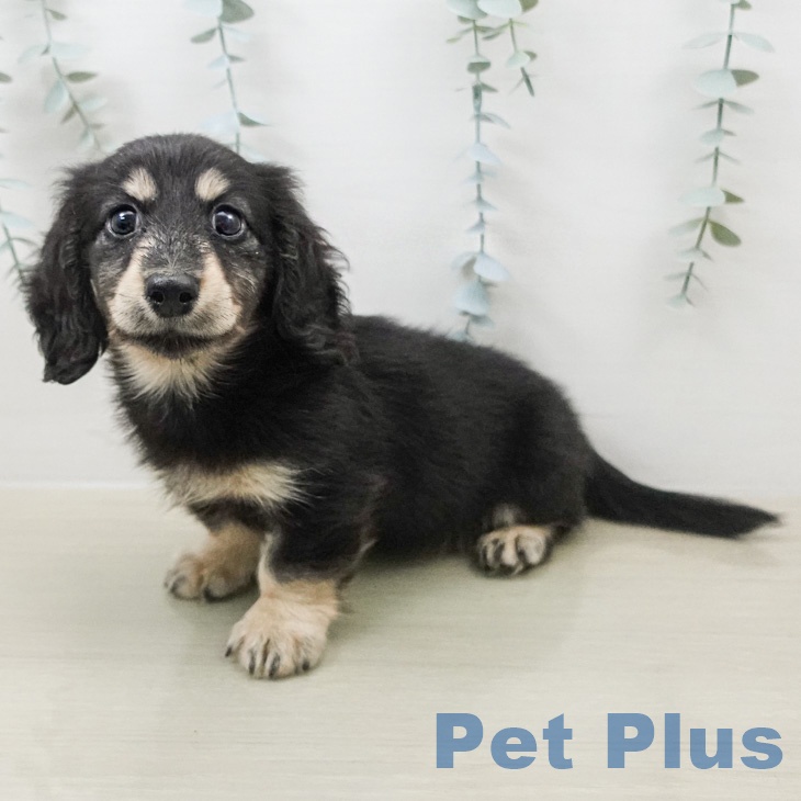 神奈川県のミニチュアダックスフンド(ロング) (ペットプラス 新百合丘店/2026年2月14日生まれ/女の子/ブラックタン)の子犬