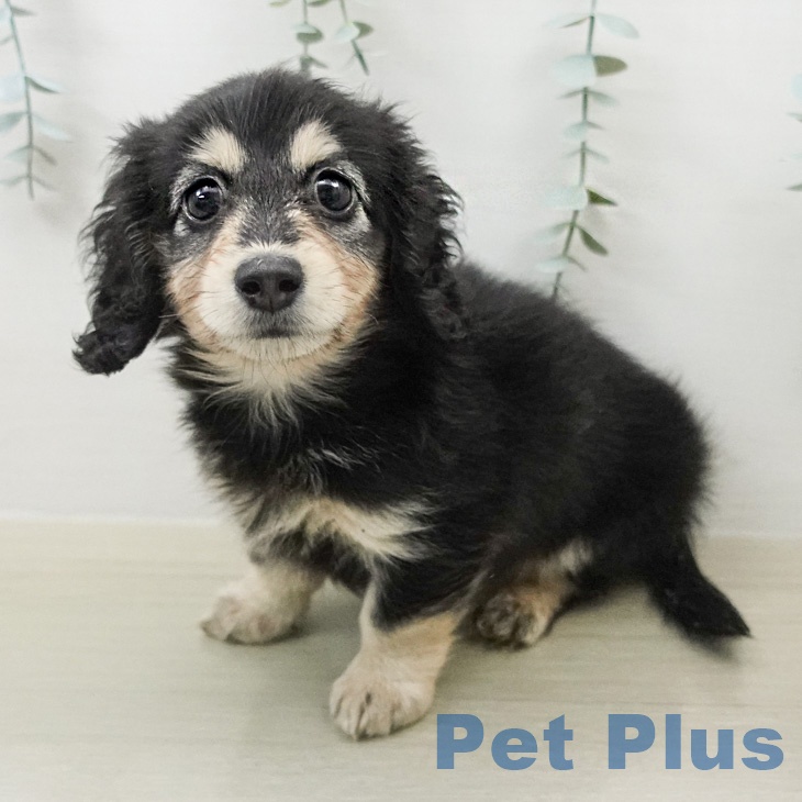 ミニチュア・ダックスフンド