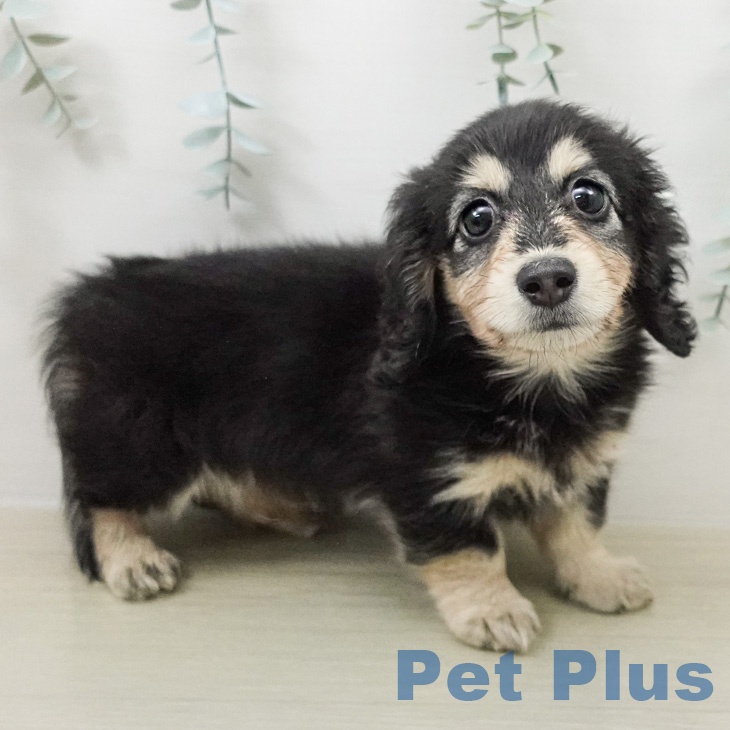 ミニチュア・ダックスフンドの写真2