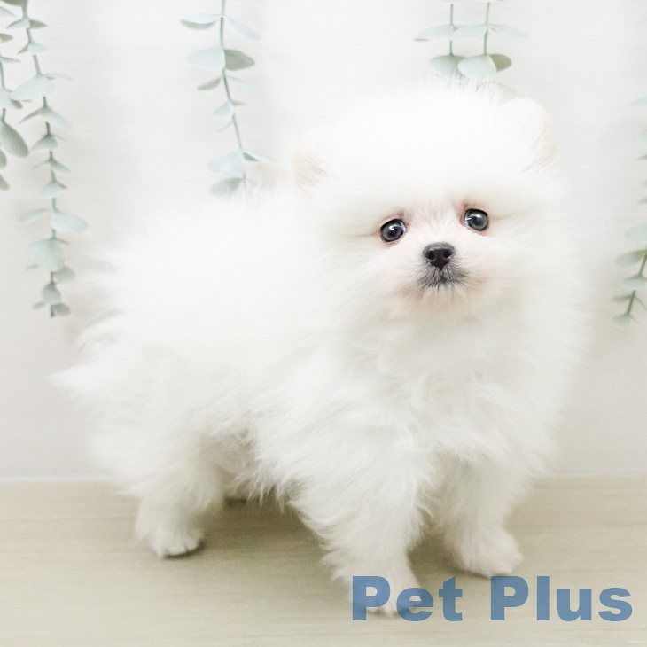 ポメラニアンの写真2
