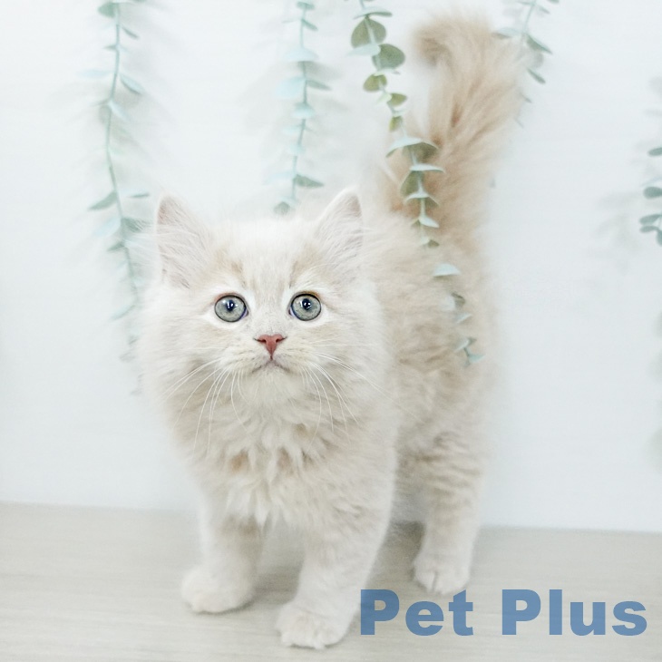 神奈川県のサイベリアン (ペッツワン 小田原店/2026年2月10日生まれ/男の子/クリームタビー)の子猫の1枚目の画像