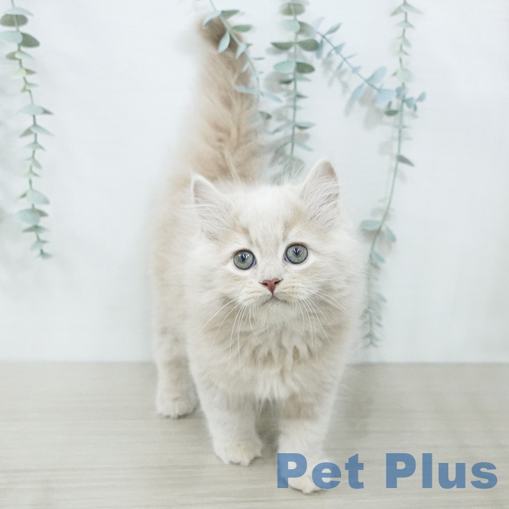 神奈川県のサイベリアン (ペッツワン 小田原店/2026年2月10日生まれ/男の子/クリームタビー)の子猫の2枚目の画像