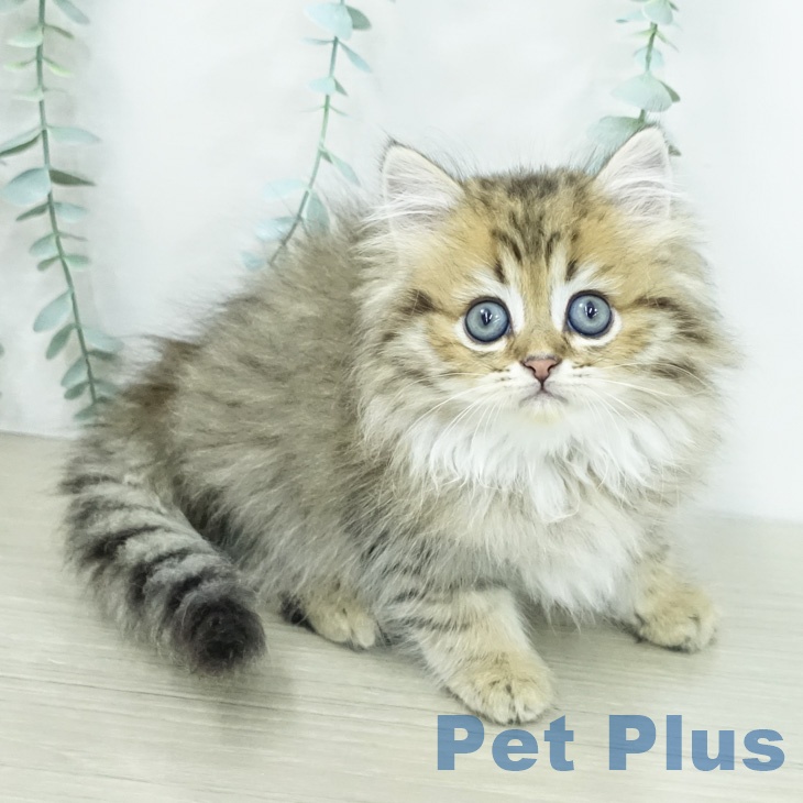 東京都のペルシャ (ペットプラス 板橋店/2026年2月9日生まれ/男の子/チンチラゴールデン)の子猫の2枚目の画像