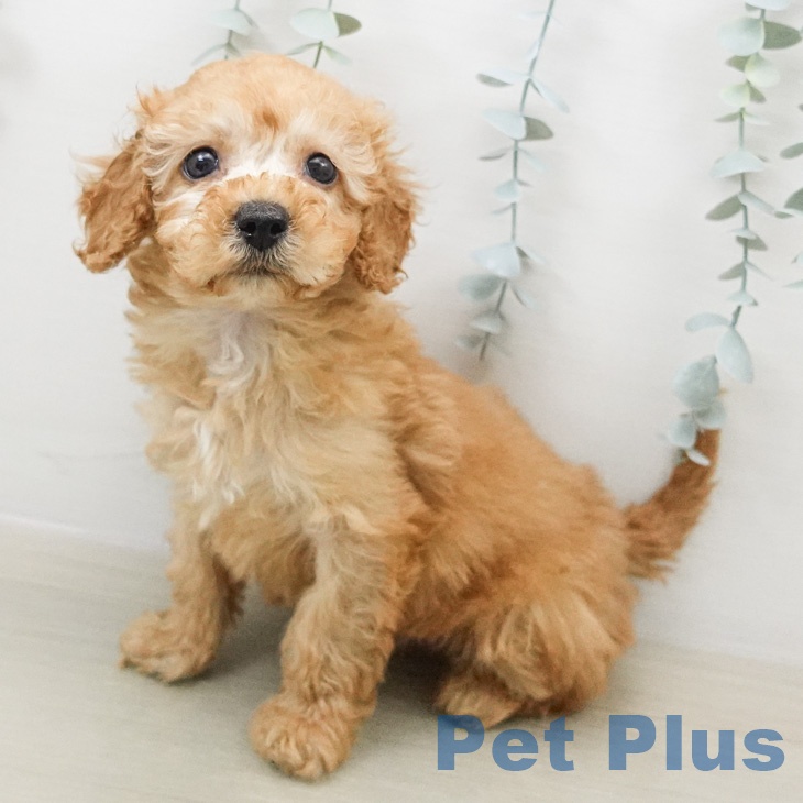 トイ・プードルの写真2