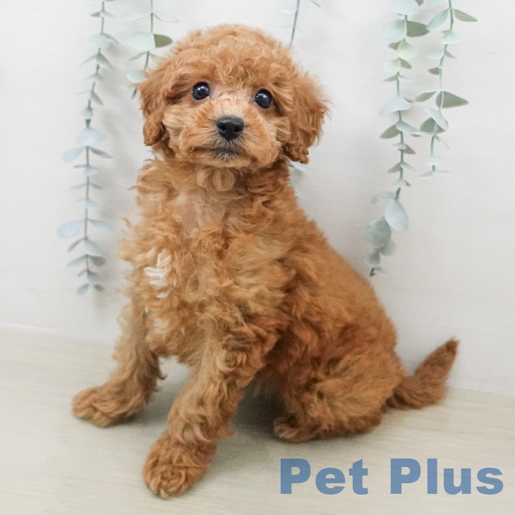 東京都のトイプードル(トイ) (ペットプラス 立川高島屋S.C.店/2026年2月7日生まれ/女の子/レッド)の子犬の1枚目の画像