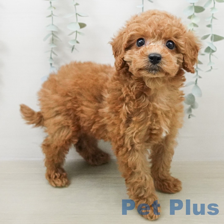 東京都のトイプードル(トイ) (ペットプラス 立川高島屋S.C.店/2026年2月7日生まれ/女の子/レッド)の子犬の2枚目の画像