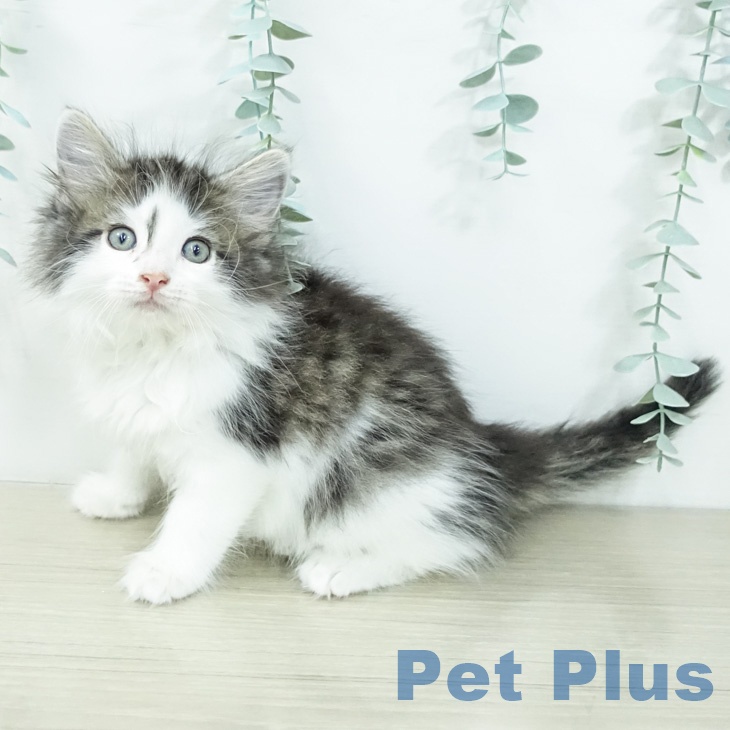 ノルウェージャンフォレストキャット