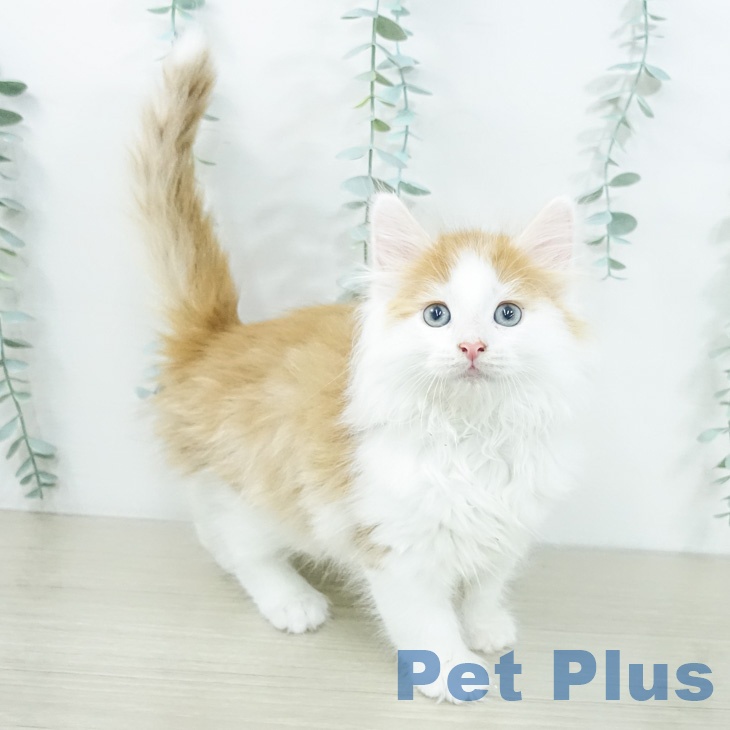 ノルウェージャンフォレストキャットの写真2