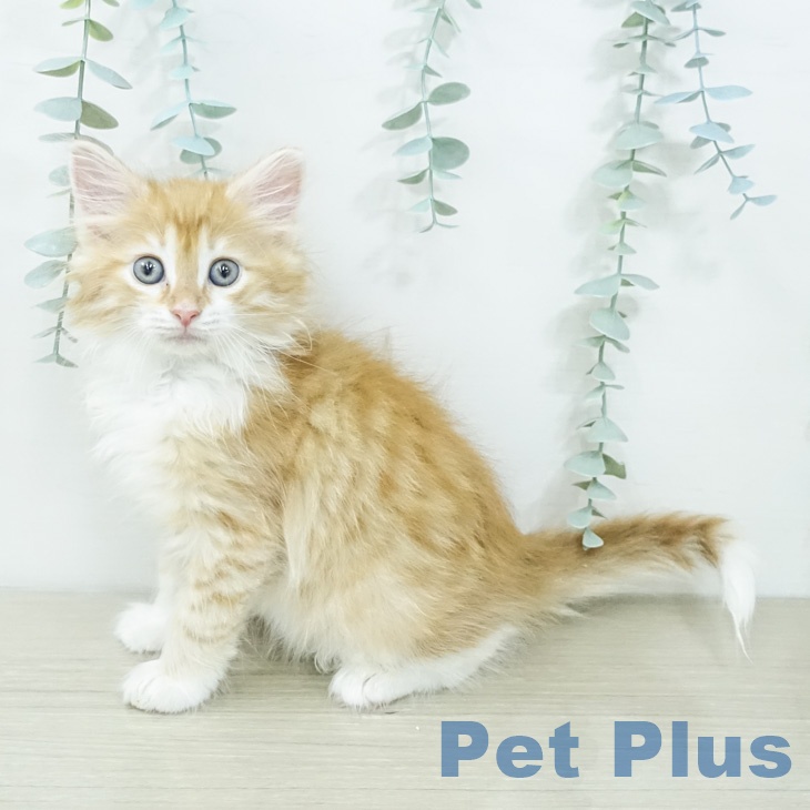 ノルウェージャンフォレストキャット