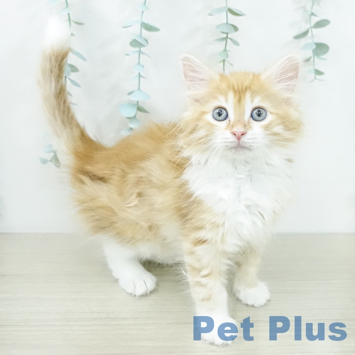 ノルウェージャンフォレストキャット