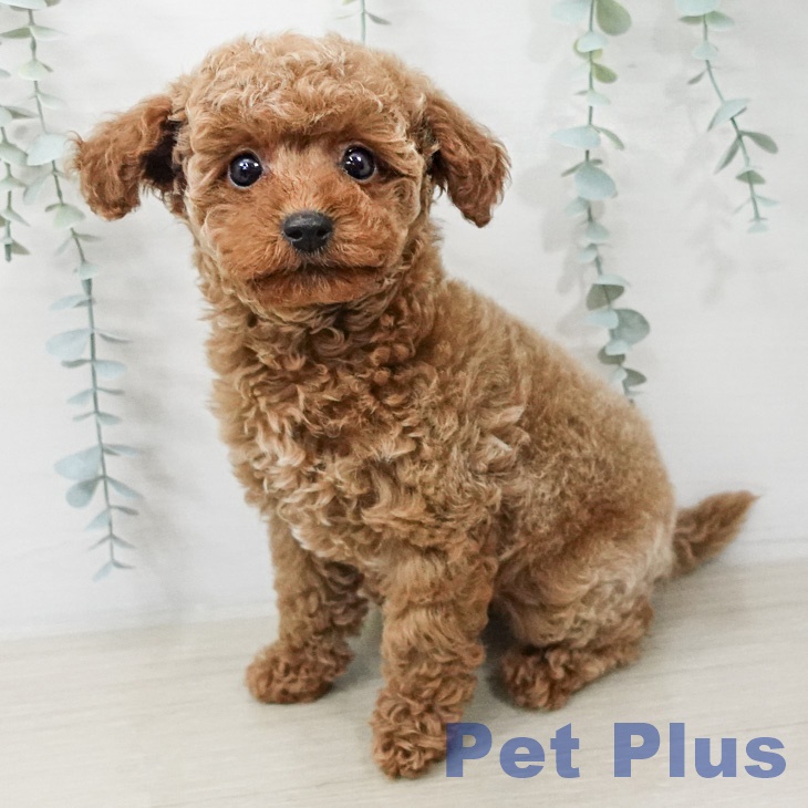 埼玉県のトイプードル(トイ) (ペットプラス 浦和美園店/2026年2月15日生まれ/男の子/レッド)の子犬の1枚目の画像