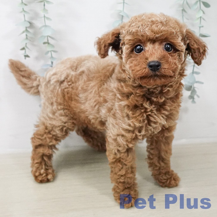 埼玉県のトイプードル(トイ) (ペットプラス 浦和美園店/2026年2月15日生まれ/男の子/レッド)の子犬の2枚目の画像