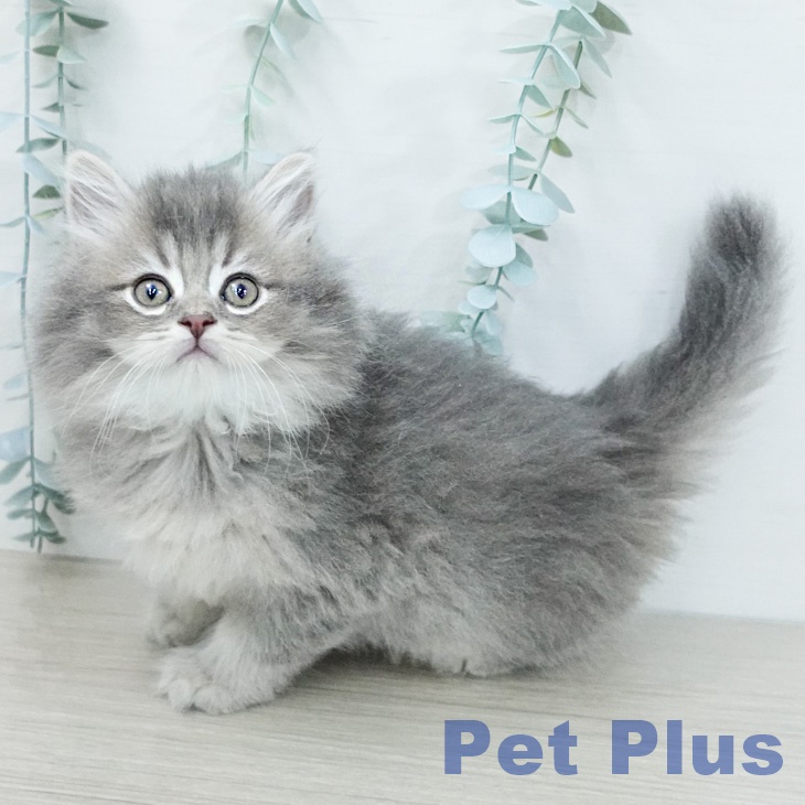 サイベリアンの写真2