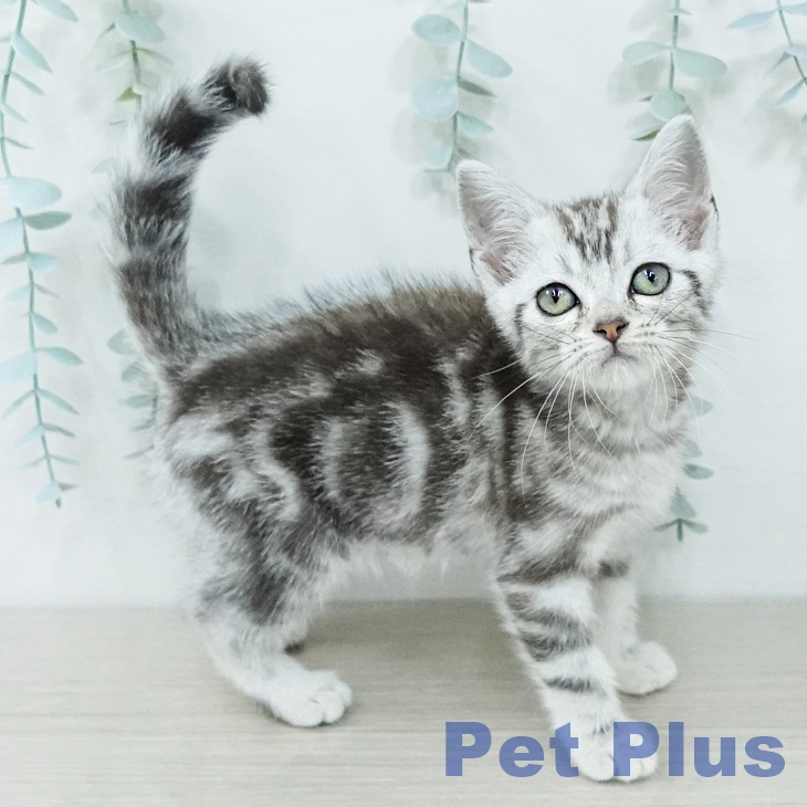千葉県のアメリカンショートヘアー (ペットプラス 幕張新都心店/2026年2月6日生まれ/男の子/シルバータビー)の子猫の1枚目の画像
