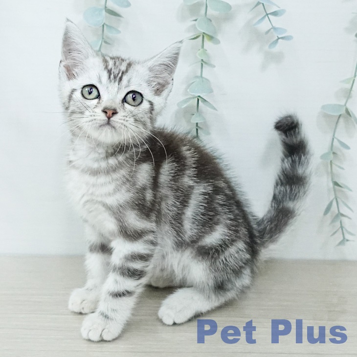 千葉県のアメリカンショートヘアー (ペットプラス 幕張新都心店/2026年2月6日生まれ/男の子/シルバータビー)の子猫の2枚目の画像