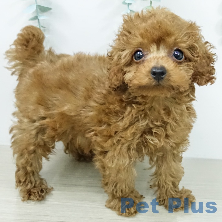 埼玉県のトイプードル(トイ) (ペットプラス ららぽーと新三郷店/2026年2月10日生まれ/男の子/レッド)の子犬の1枚目の画像