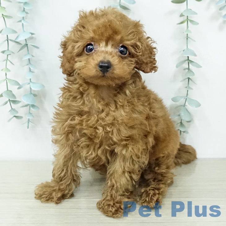 埼玉県のトイプードル(トイ) (ペットプラス ららぽーと新三郷店/2026年2月10日生まれ/男の子/レッド)の子犬の2枚目の画像