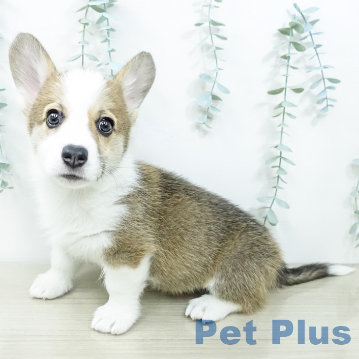福島県のウェルシュコーギーペンブローク (ペットプラス 福島店/2026年2月19日生まれ/男の子/セーブルホワイト)の子犬