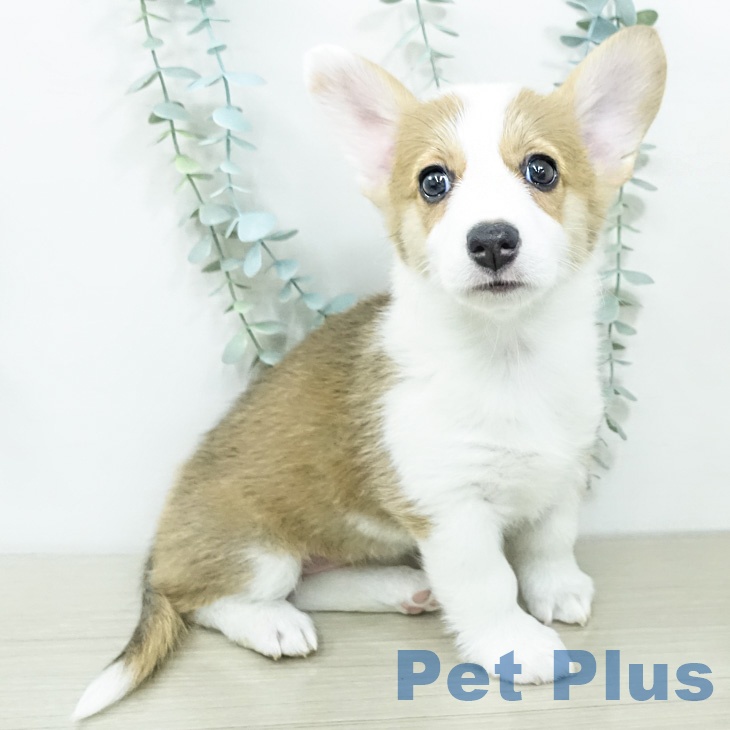 ウェルシュ・コーギー・ペンブローク