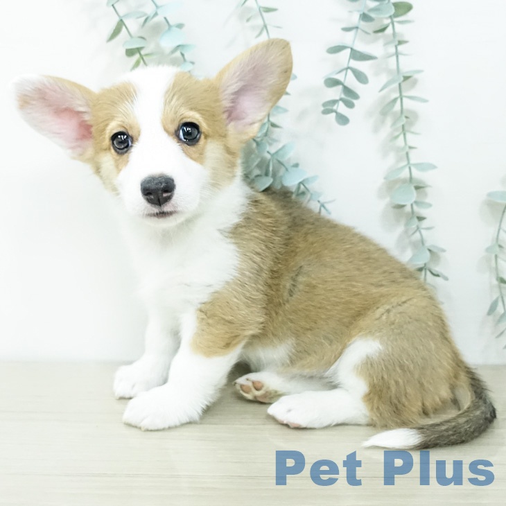 ウェルシュ・コーギー・ペンブロークの写真2