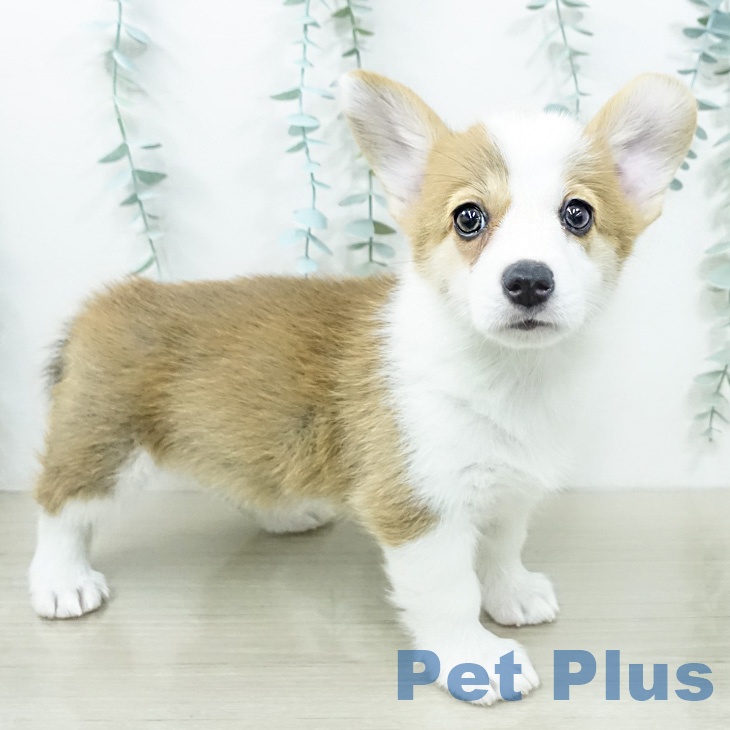 ウェルシュ・コーギー・ペンブローク