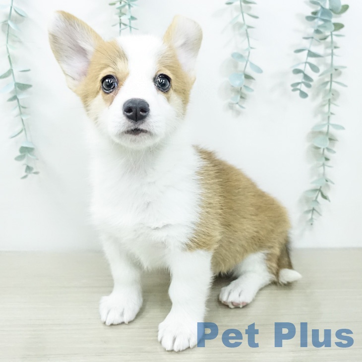 ウェルシュ・コーギー・ペンブロークの写真2