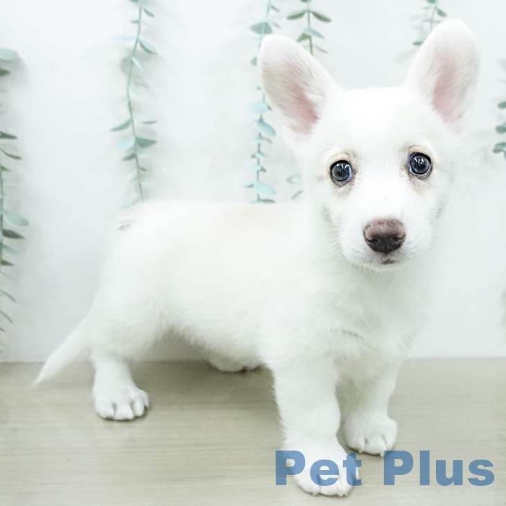 ウェルシュ・コーギー・ペンブローク