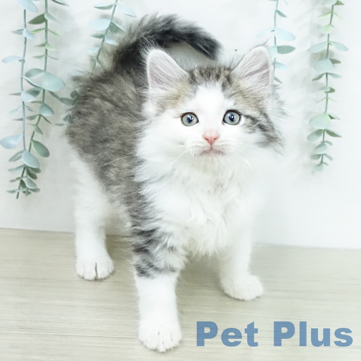 ノルウェージャンフォレストキャット