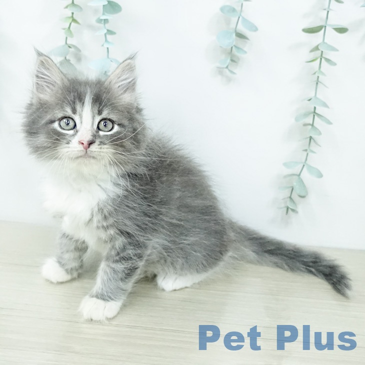 ノルウェージャンフォレストキャット